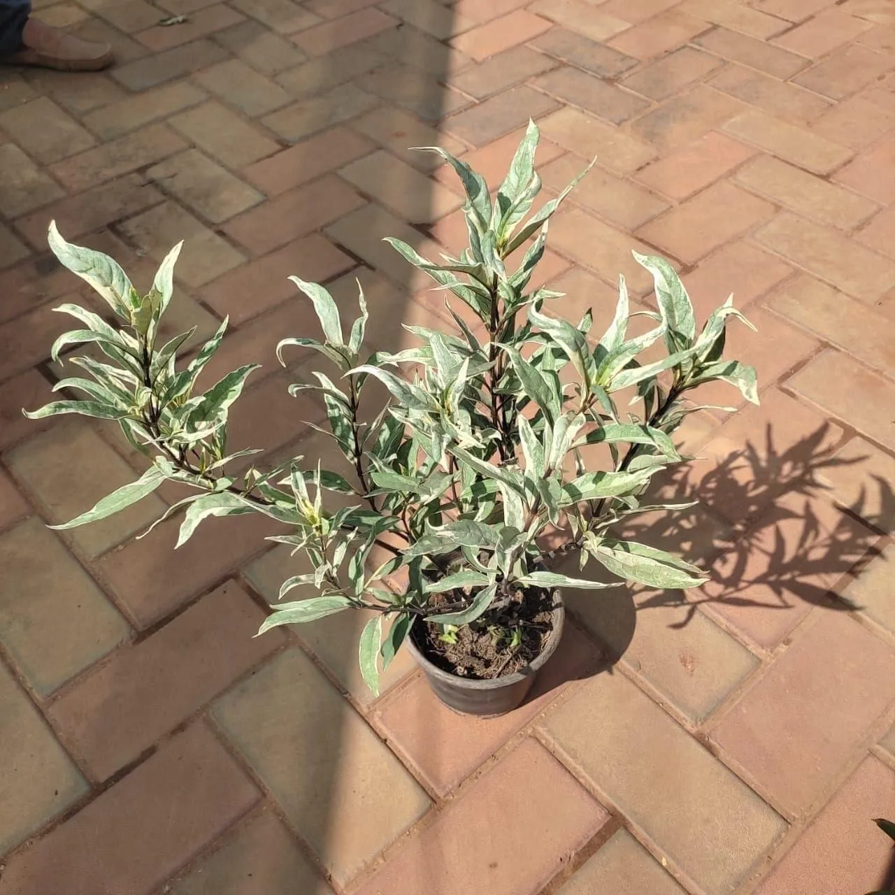 Justcia Gendarussa-Varigated in 4 Inch Nursery Pot