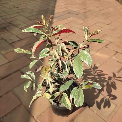 Buy Excoecaria Cochinchinensis in 4 Inch Plastic Pot Online | Urvann.com