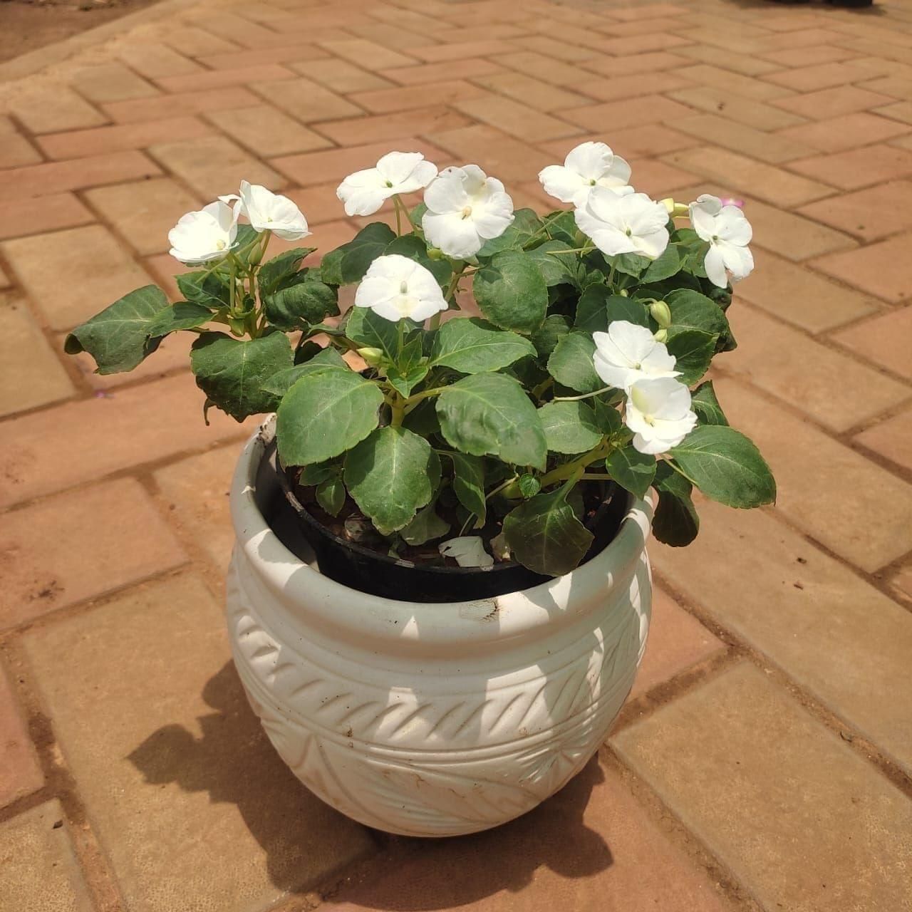 Impatient Balsimina White in 8 Inch Classy White Matki Ceramic Pot