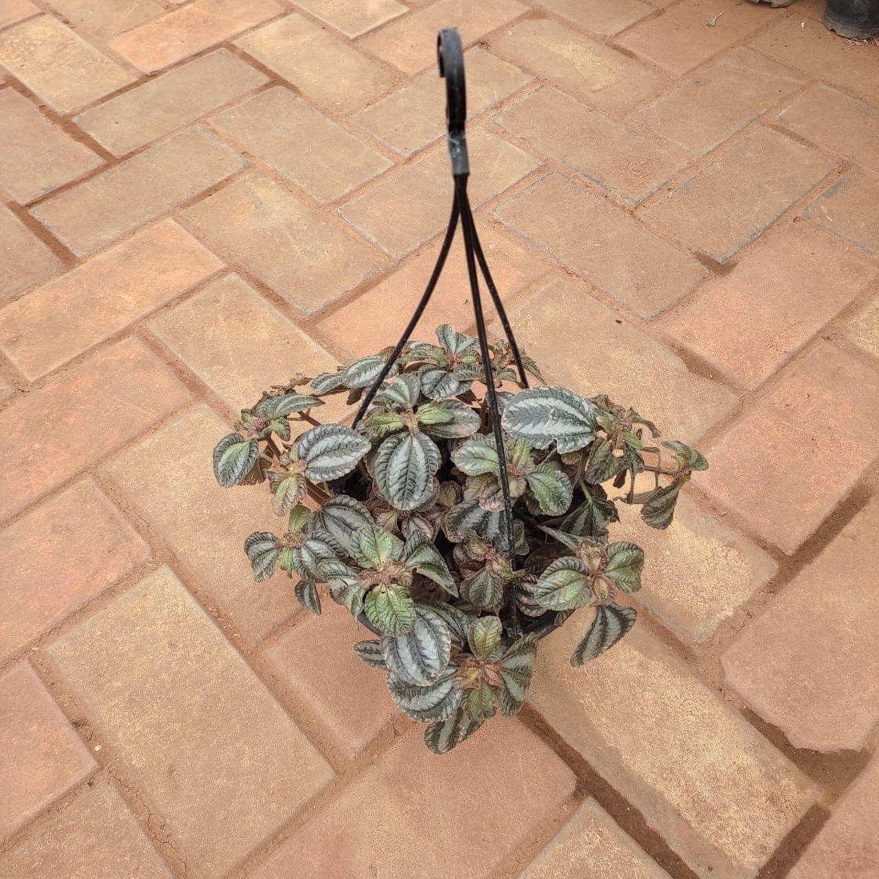 Peperomia / Radiator Plant Mendoza in 5 Inch Nursery Pot