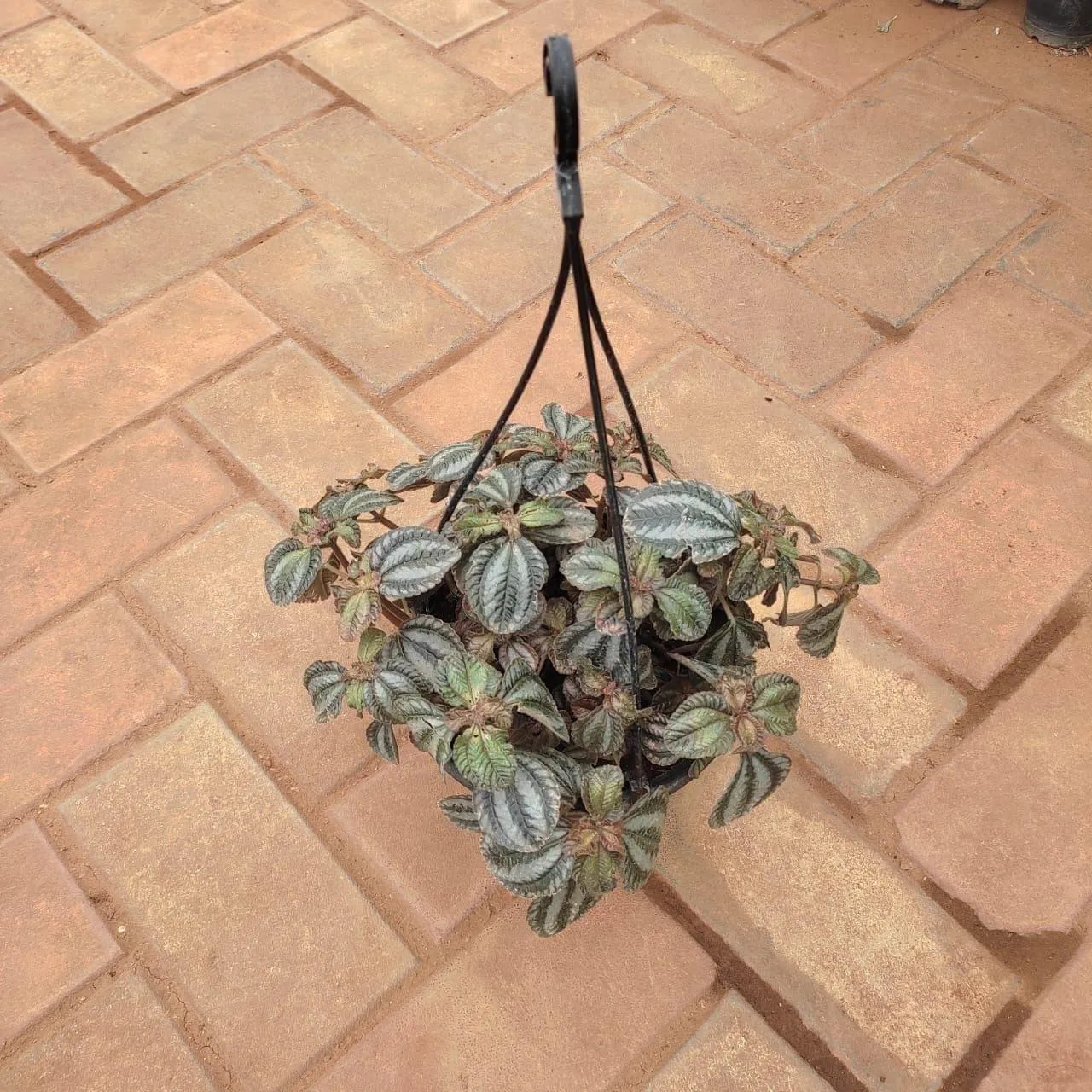 Peperomia / Radiator Plant Mendoza in 5 Inch Nursery Pot