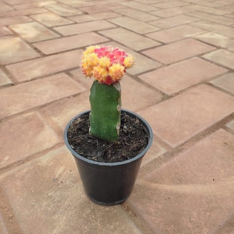 Moon Cactus (any colour) in 3 Inch Nursery Pot