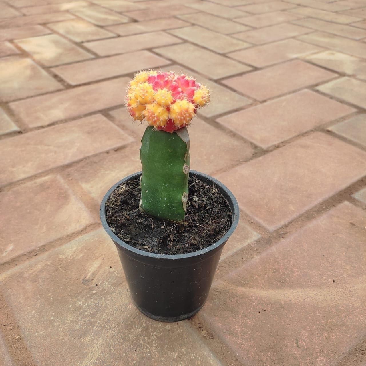 Moon Cactus (any colour) in 3 Inch Nursery Pot