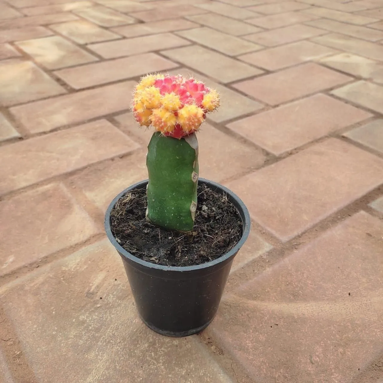 Moon Cactus (any colour) in 3 Inch Nursery Pot