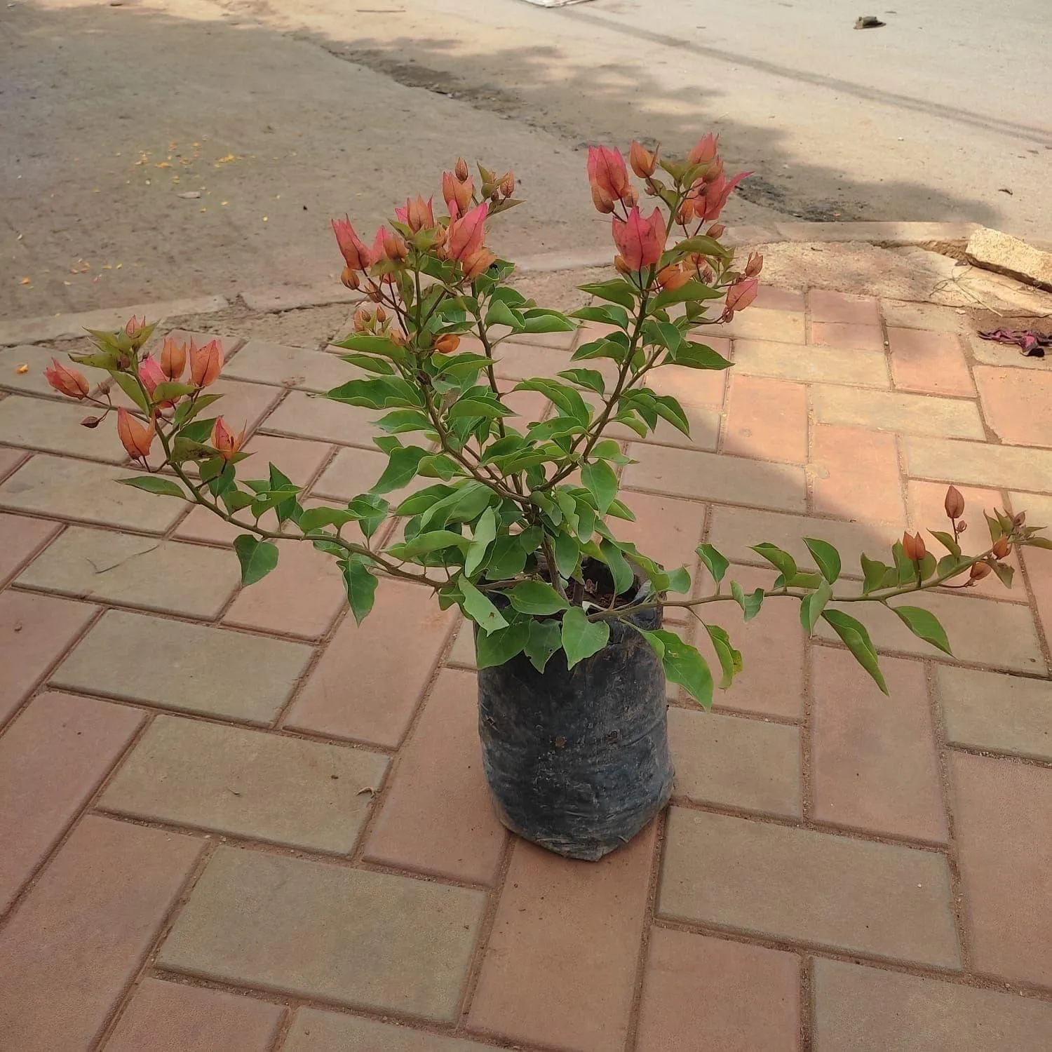 Bougainvillea (Any Colour) in 5 Inch Nursery Bag
