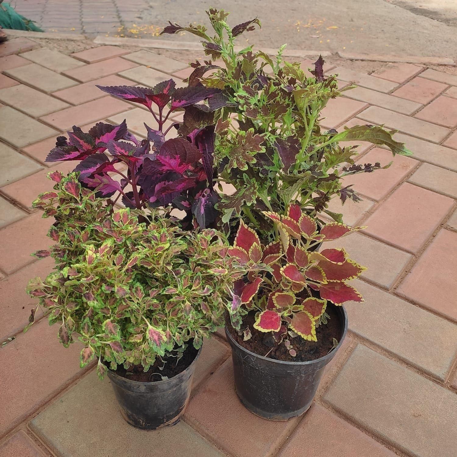 Set Of 4 - Coleus (Any Colour & Patten) in 4 Inch Nursery Pot