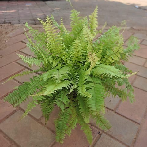Golden Fern in 5 Inch Live Plant Nursery Pot