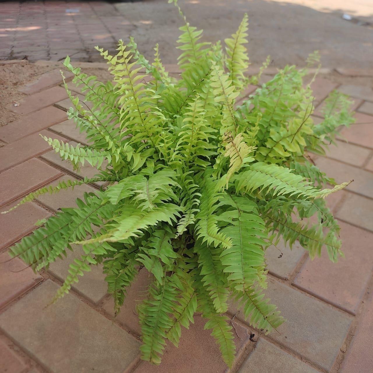 Golden Fern in 5 Inch Nursery Pot