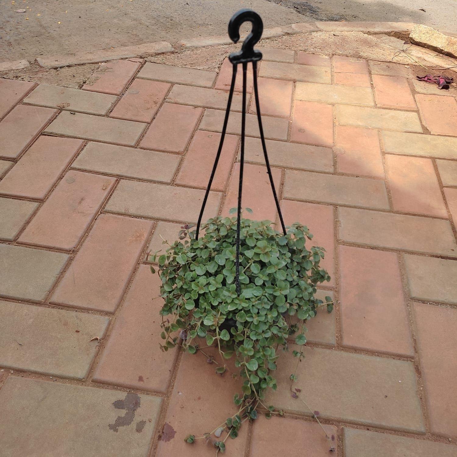 Dichondra Black Bushy in 5 Inch Hanging Basket