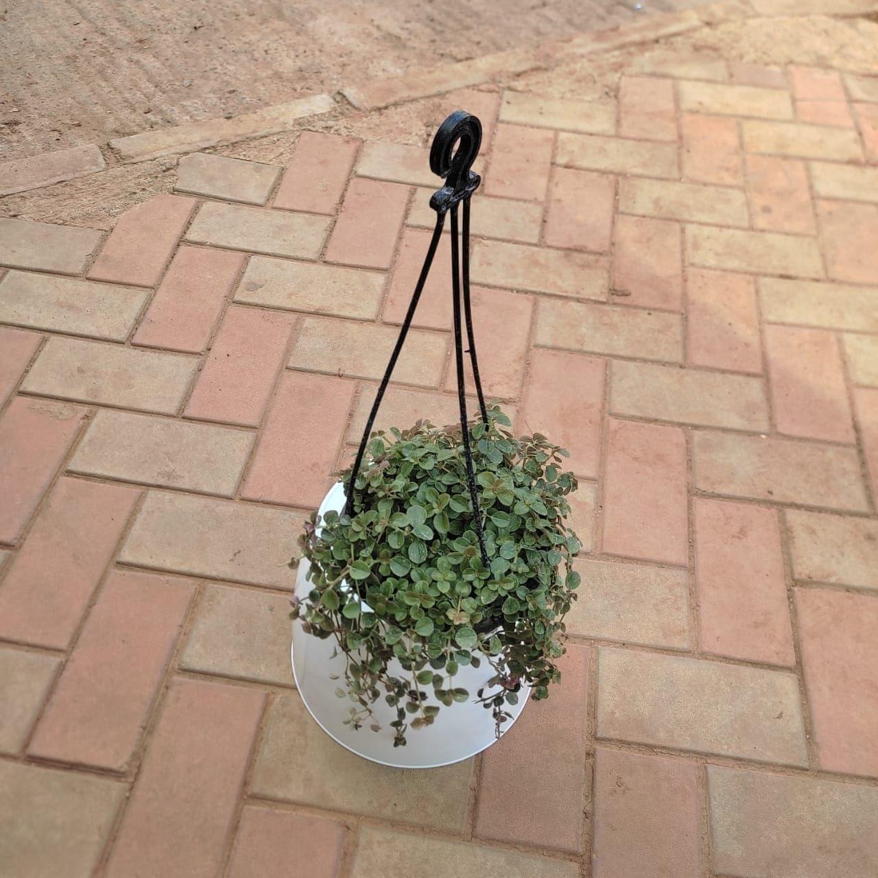 Dichondra Black in 5 Inch Hanging Basket