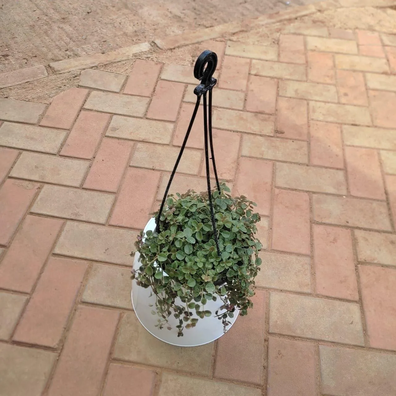 Dichondra Black in 5 Inch Hanging Basket