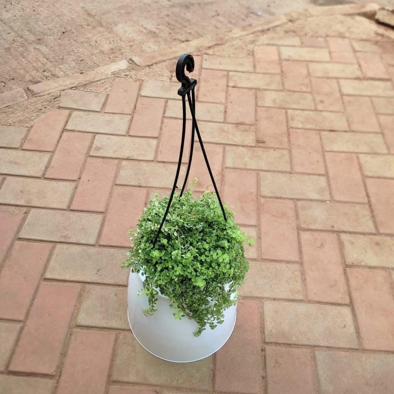 Dichondra Argentea in 5 Inch Hanging Basket