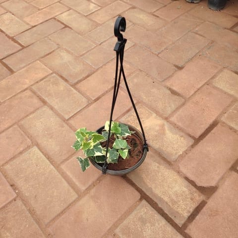 English Ivy in 4 Inch Hanging Plastic Pot