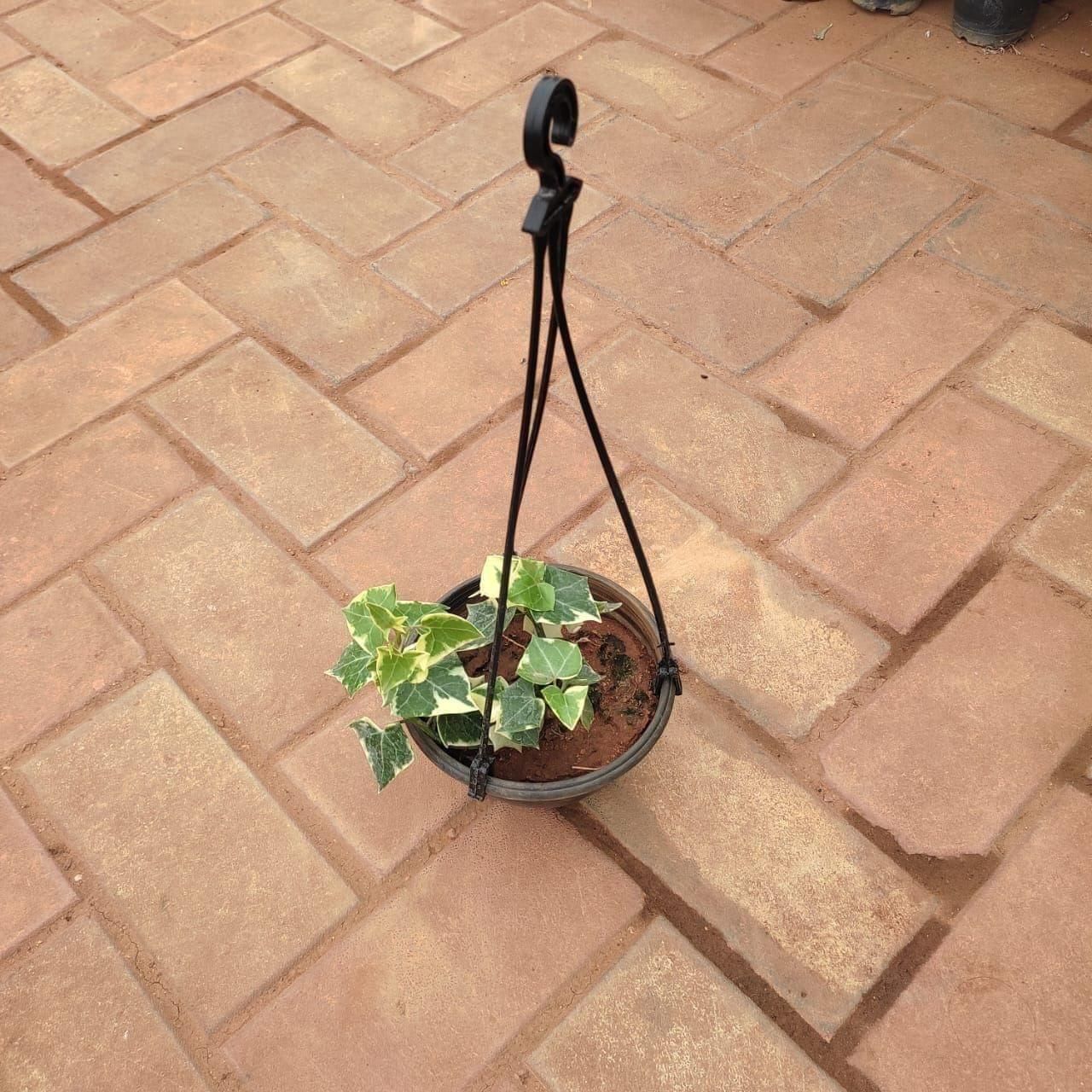 English Ivy in 4 Inch Hanging Plastic Pot