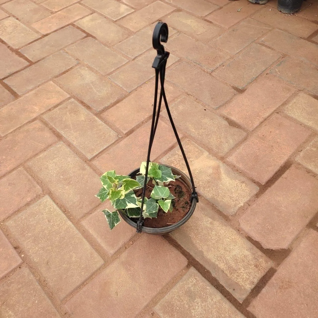 English Ivy in 4 Inch Hanging Plastic Pot