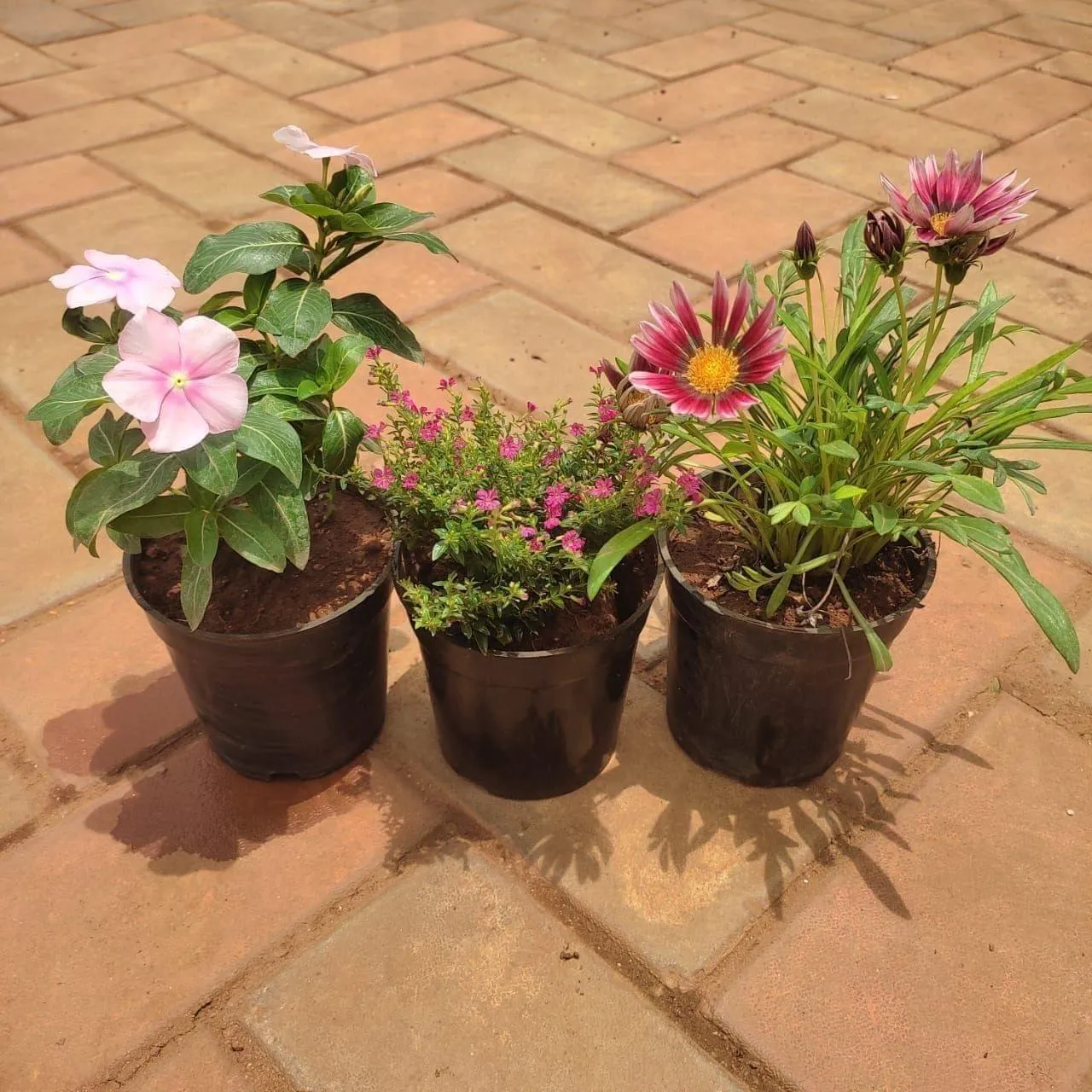 Set Of 3 - Flowering Combo (Vinca, Cuphea & Gazania) (Any Colour) in 4 Inch Nursery Pot