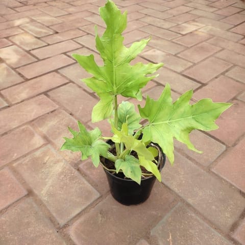 Xanadu Yellow in 4 Inch Nursery Pot