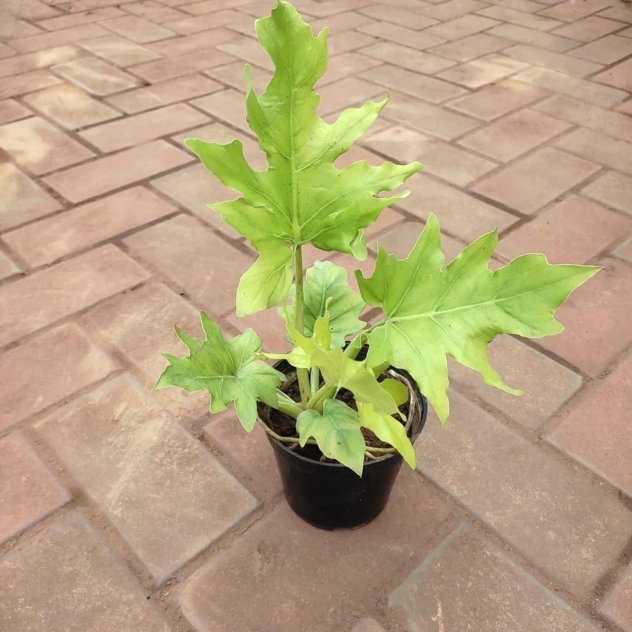 Xanadu Yellow in 4 Inch Nursery Pot