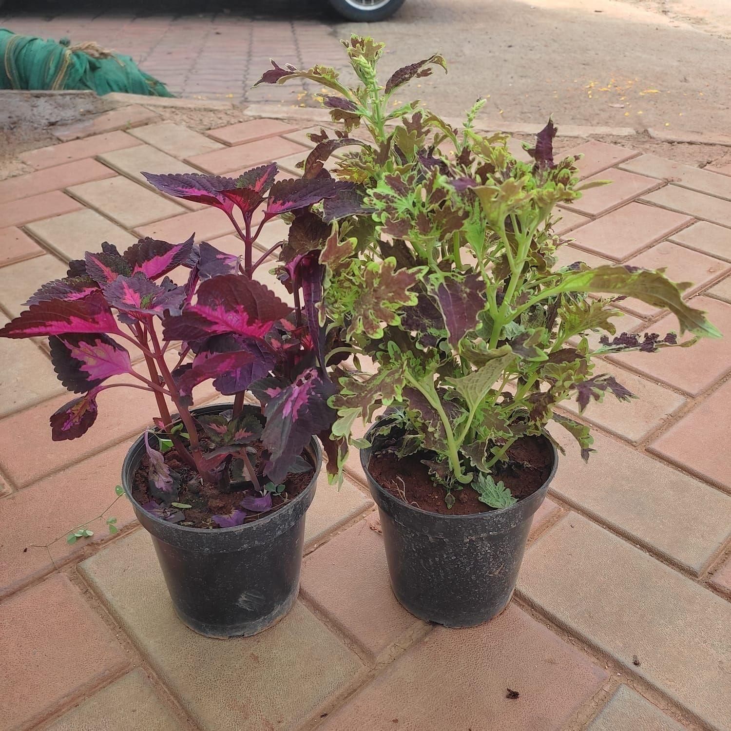 Set Of 2 - Coleus (Any Colour & Pattern) in 4 Inch Nursery Pot
