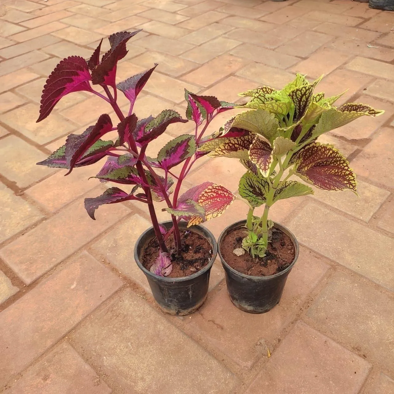 Set Of 2 - Coleus (Any Colour & Pattern ) in 4 Inch Nursery Pot