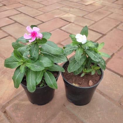 Buy Set of 2 - Vinca / Periwinkle / Sadabahar (Light Pink & White) in 4 Inch Plastic Pot Online | Urvann.com