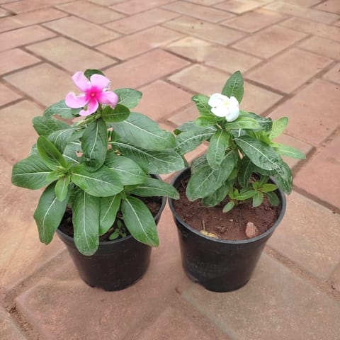 Set of 2 - Vinca / Periwinkle / Sadabahar (Light Pink & White) in 4 Inch Nursery Pot