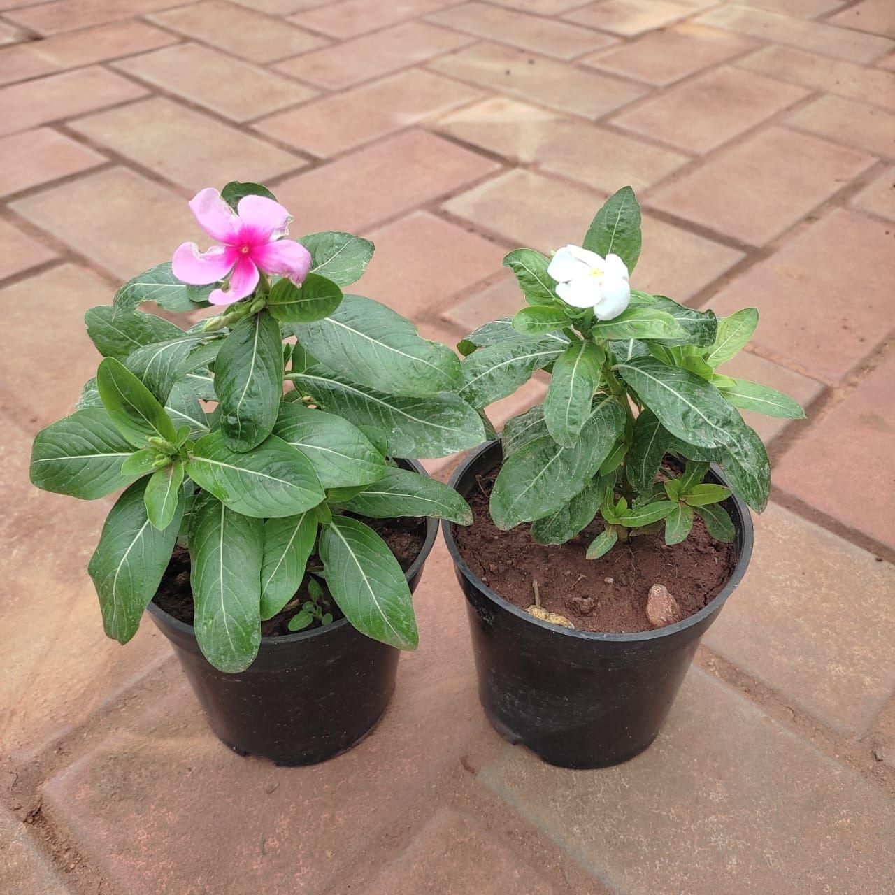 Set of 2 - Vinca / Periwinkle / Sadabahar (Light Pink & White) in 4 Inch Nursery Pot