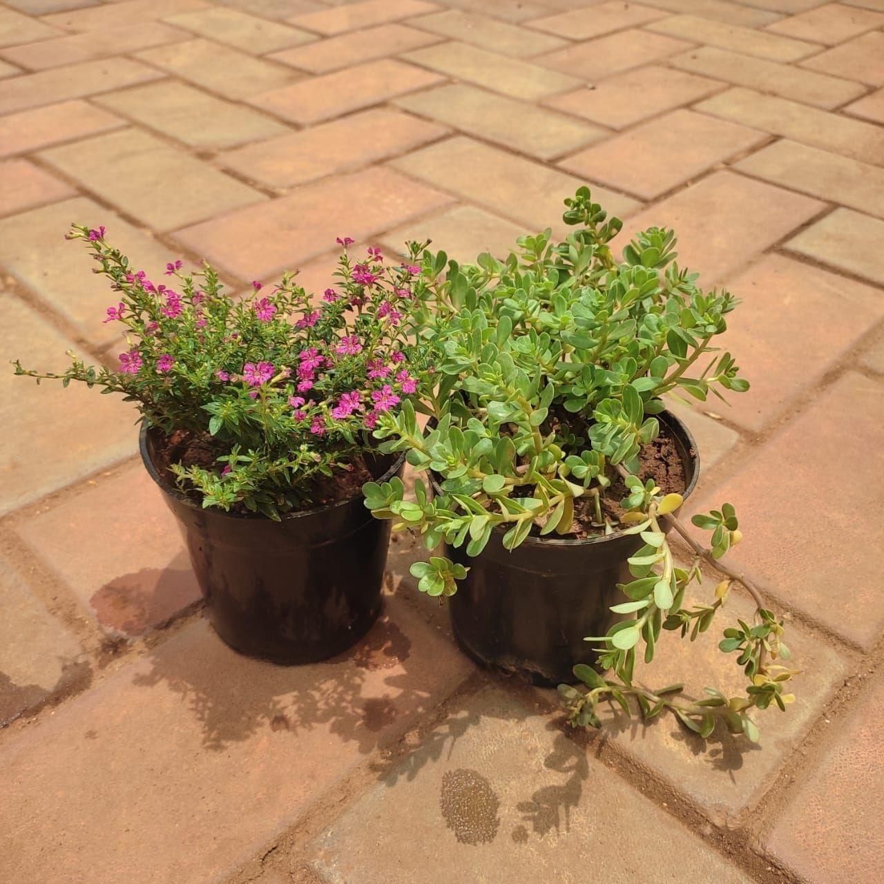 Set Of 2 - Flowering Combo (Cuphea & Mose Rose) (Any Colour) in 4 Inch Nursery Pot