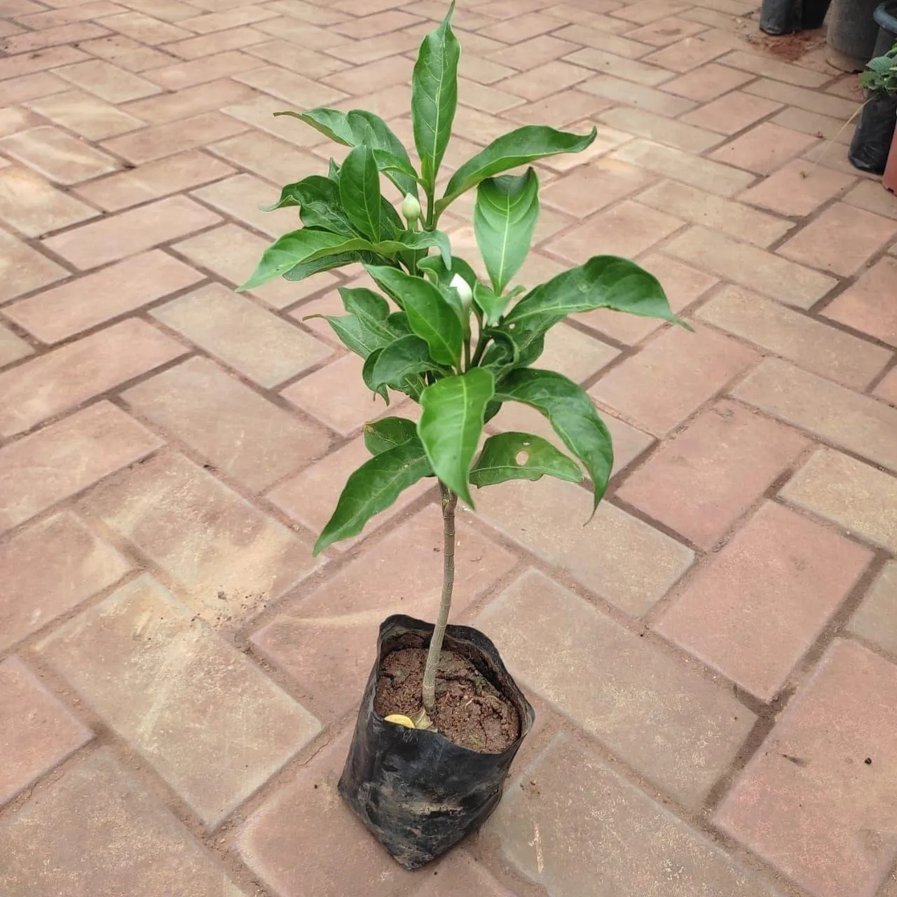 Crepe Jasmine (Any Colour) in 3 Inch Nursery Bag