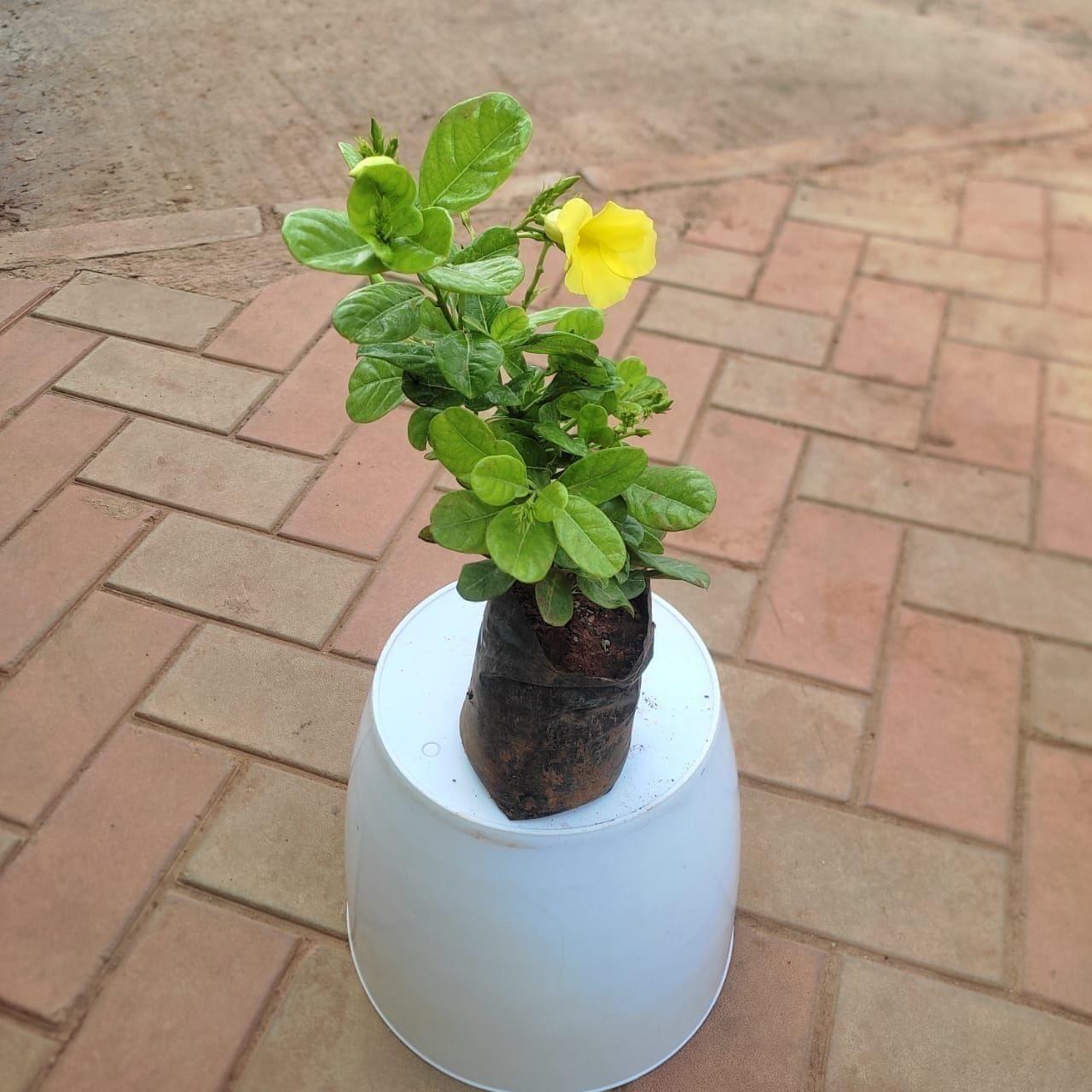 Allamanda Creeper (any colour) in 4 Inch Nursery Bag