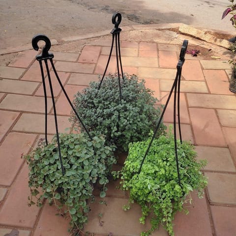 Set Of 3 - Hanging Combo (Dichondra Black, Turtle Vine & Green Black Vine ) in 5 Inch Hanging Plastic Pot