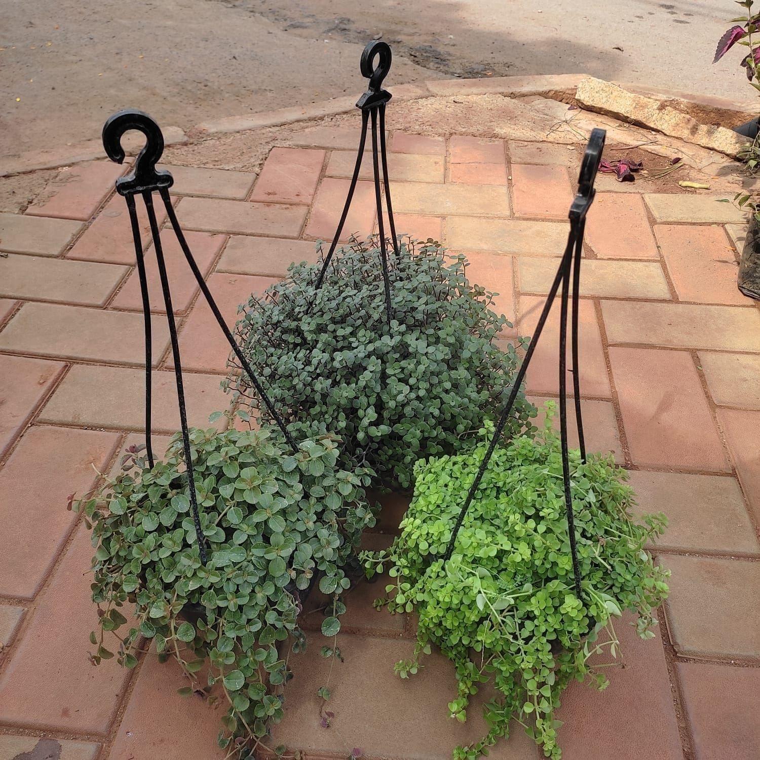 Set Of 3 - Hanging Combo (Dichondra Black, Turtle Vine & Green Black Vine ) in 5 Inch Hanging Plastic Pot
