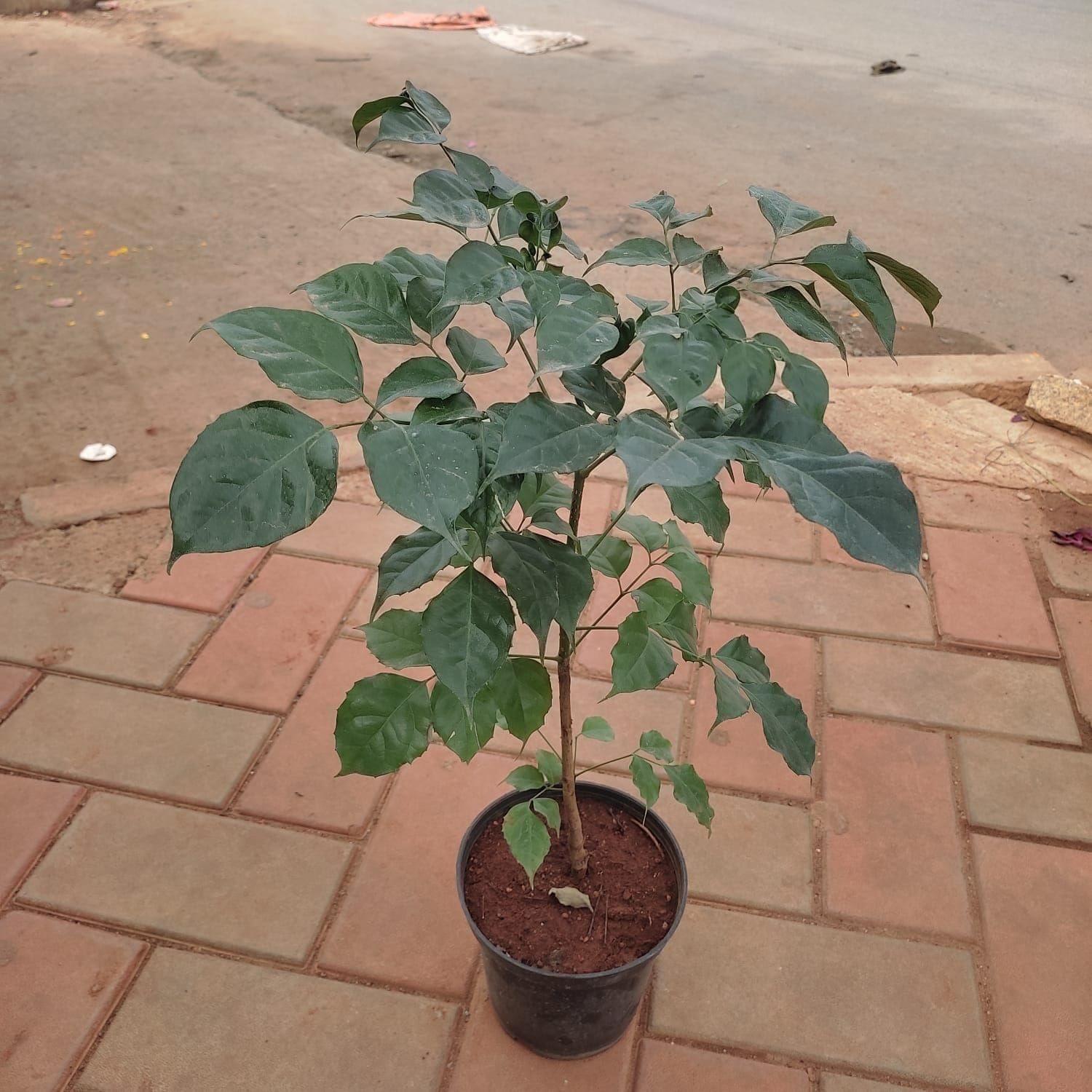 Radermachera / China Doll (~ 2 Ft) in 4 Inch Nursery Pot