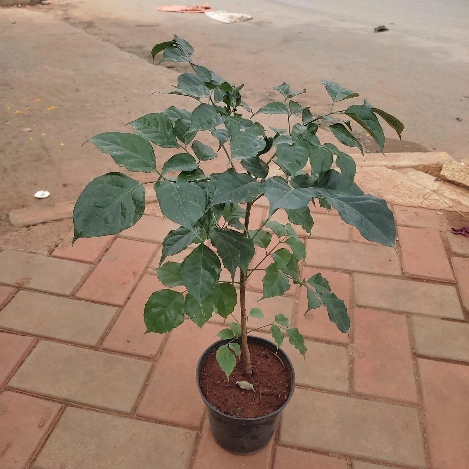 Radermachera / China Doll (~ 2 Ft) in 4 Inch Nursery Pot