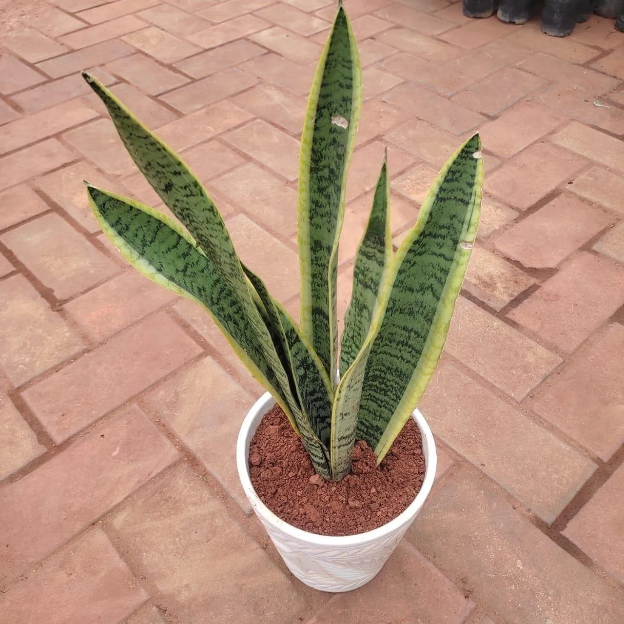 Snake Plant (~ 1 Ft ) in 7 Inch White Elegant Balti Ceramic Pot