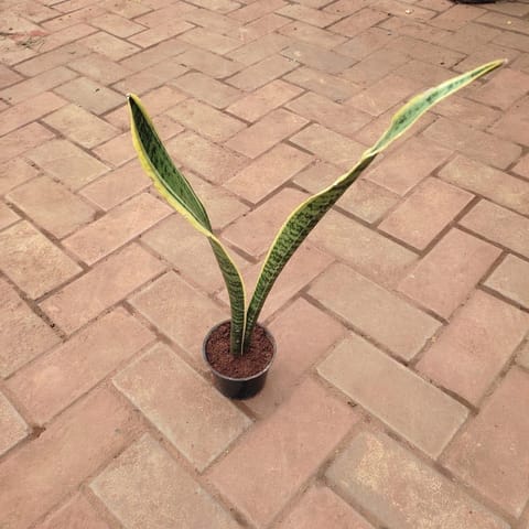 Snake Plant (~ 1 Ft) in 4 Inch Live Plant Nursery Pot