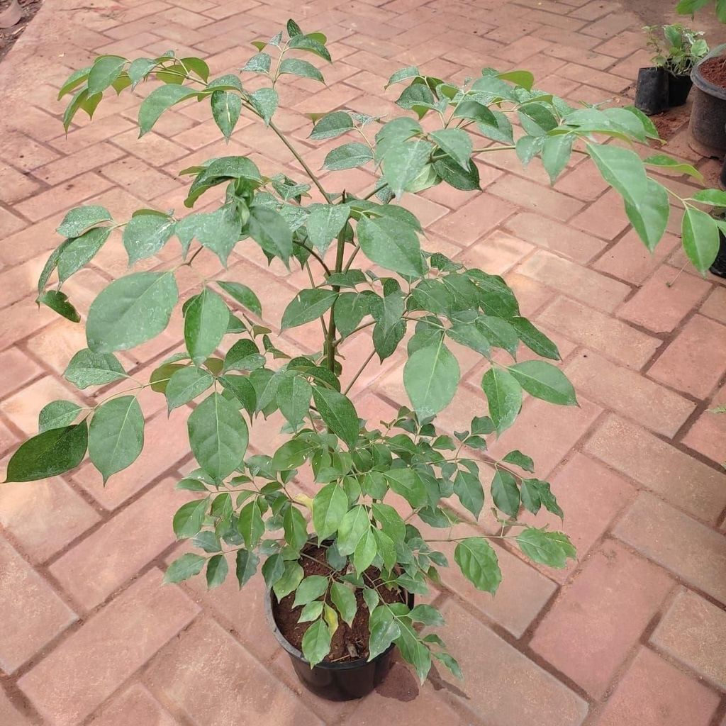 Buy China Doll / Radermachera in 4 Inch Plastic Pot Online | Urvann.com China Doll / Radermachera in 4 Inch Nursery Pot