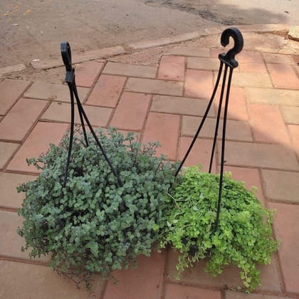 Buy Set Of 2 - Hanging Combo (Black Vine & Turtle Vine) in 5 Inch Hanging Basket Online | Urvann.com