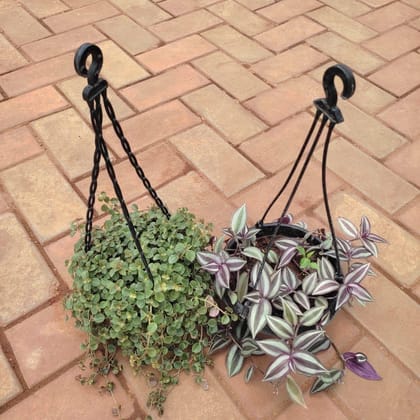 Buy Set Of 2 - Hanging Combo (Dichondra Green & Wandering Jaw) in 5 Inch Hanging Basket Online | Urvann.com