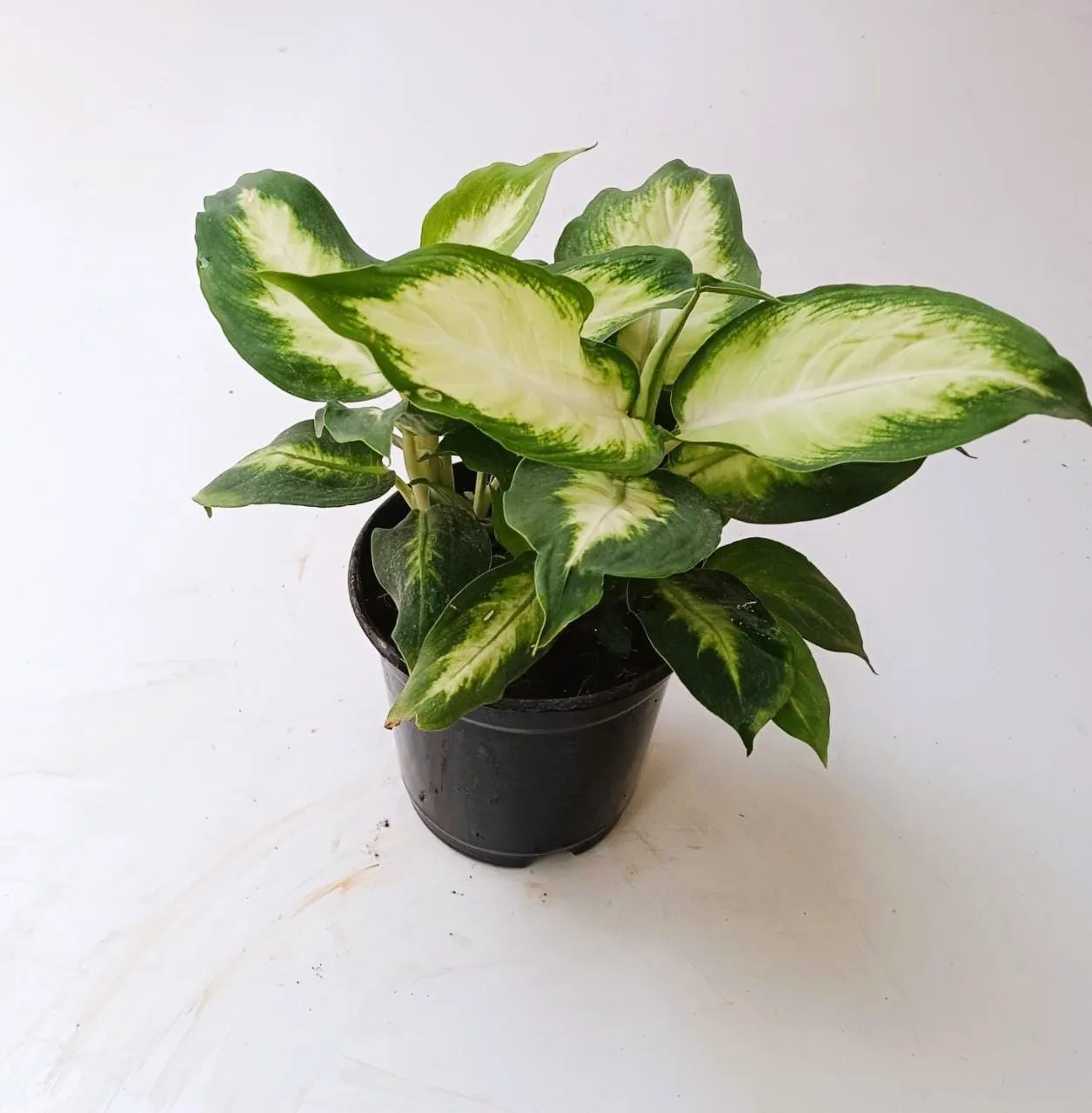 Dieffenbachia Seguine in 5 Inch Nursery Pot