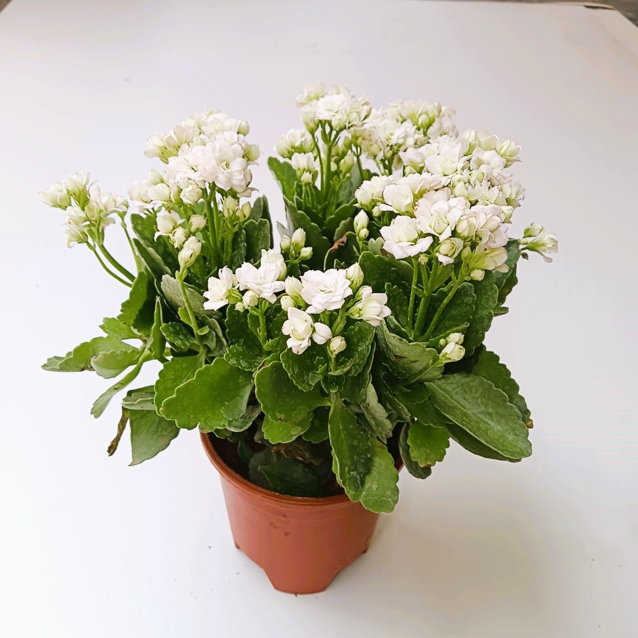 Kalanchoe (any colour) in 3 Inch Nursery Pot