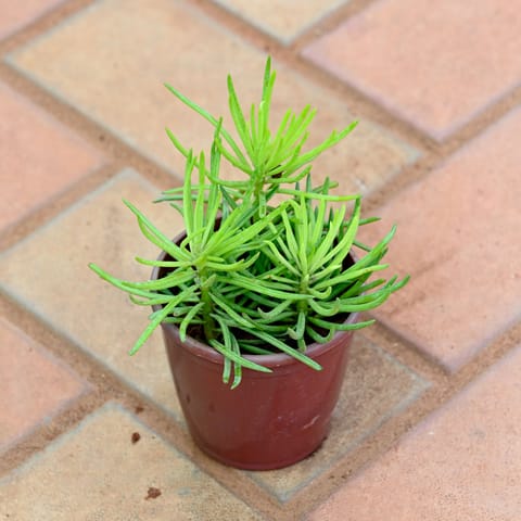 Pine Succulent in 3 Inch Nursery Pot