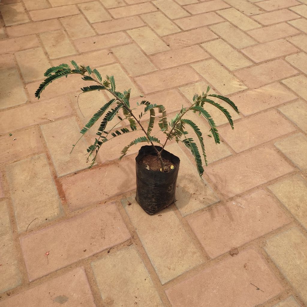 Buy Amla / Indian Gooseberry in 4 Inch Nursery Bag Online | Urvann.com Amla / Indian Gooseberry (~ 1 Ft) in 4 Inch Nursery Bag