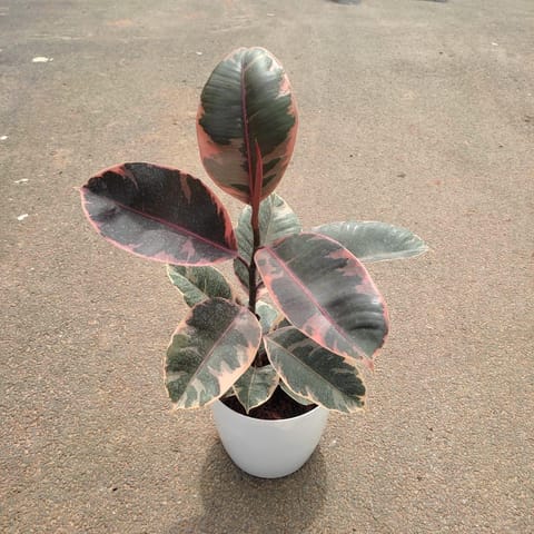 Rubber Vareigated in 6 Inch Live Fresh Plant Premium Plastic Pot (any colour) in Sector 115