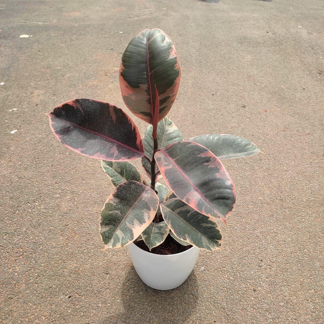 Rubber Vareigated in 6 Inch Premium Plastic Pot (any colour)