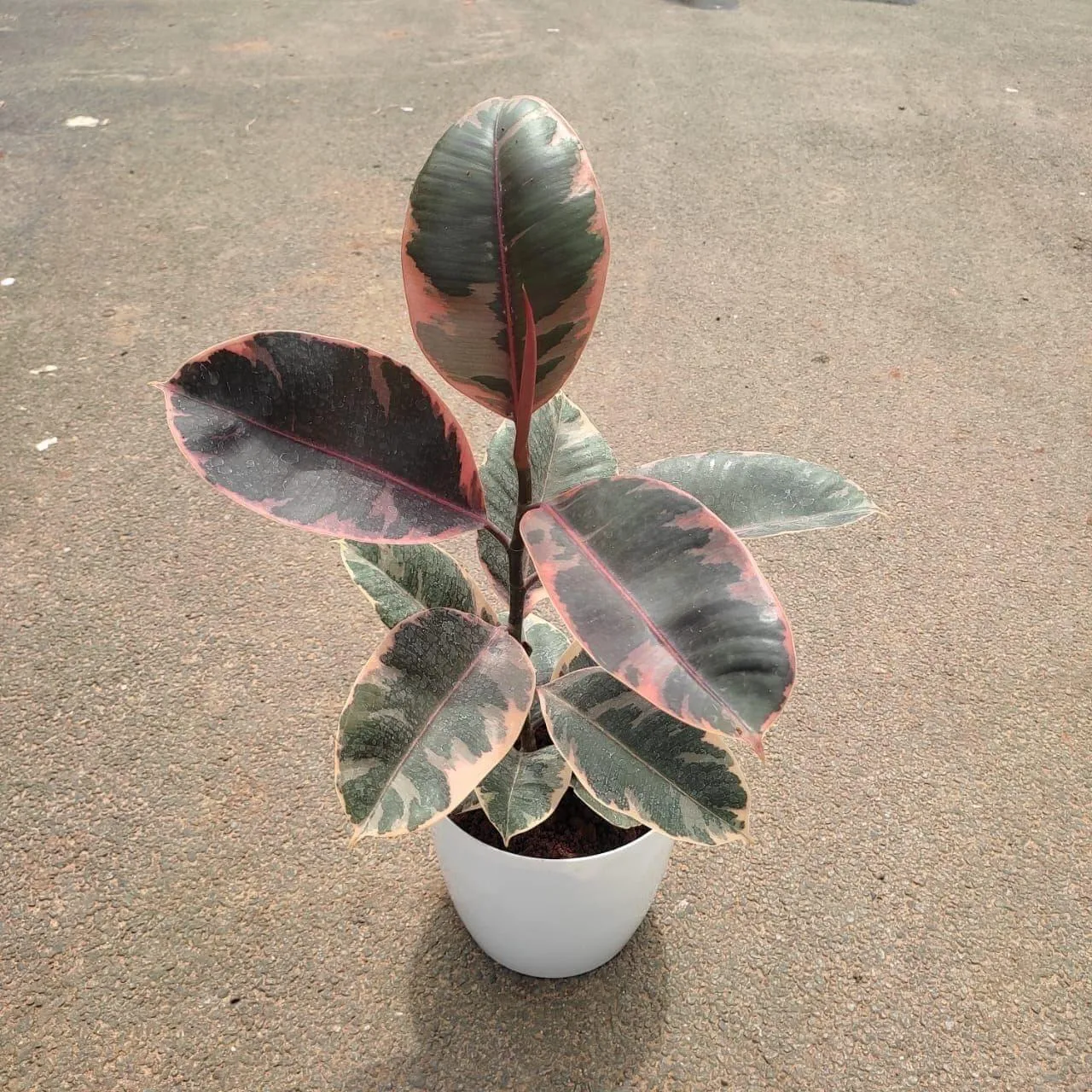 Rubber Vareigated in 6 Inch Premium Plastic Pot (any colour)