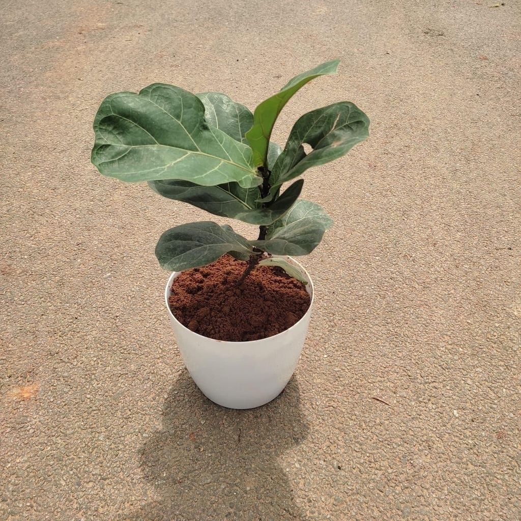 Buy Fiddle Leaf Fig in 6 Inch Premium Plastic Pot (any colour) Online | Urvann.com Fiddle Leaf Fig in 6 Inch Premium Plastic Pot (any colour)