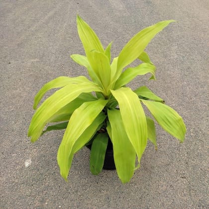Buy Dracaena Fragrans in 8 Inch Plastic Pot Online | Urvann.com