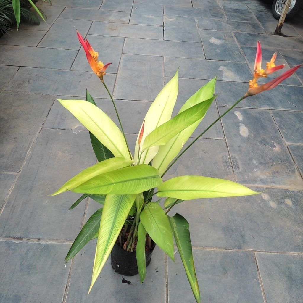 Heliconia (~3 Ft)(any colour) in 7 Inch Nursery Bag