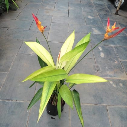Buy Heliconia (any colour) in 7 Inch Nursery Bag Online | Urvann.com